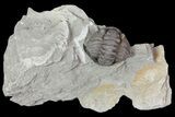 Removable Wide, Enrolled Flexicalymene Trilobite In Shale - Ohio #67982-1